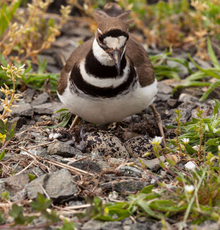 Close up shot of Killdeer bird at nesting time sitting with chicks and eggs on nestの写真素材