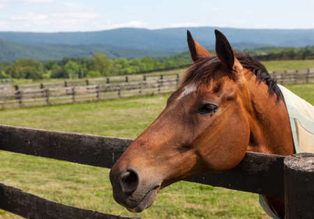 Head of an old brown horse in meadow leaning on a wooden fence with hills in backgroundの写真素材
