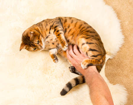 Orange and brown bengal kitten cat playing on a wool rugの写真素材
