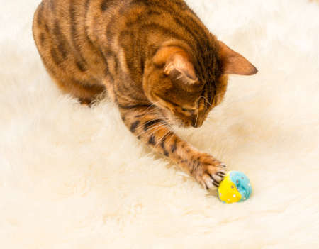 Orange and brown bengal kitten cat playing on a wool rugの写真素材