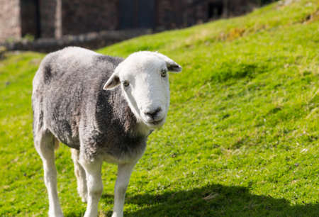 White and black sheep stare at viewer in English Lake Districtの写真素材