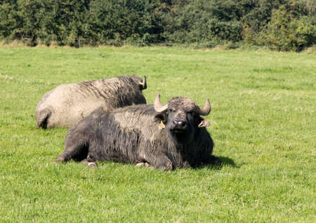 Buffalo or bison in English meadow field on sunny dayの写真素材