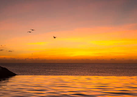 Pelicans fly past edge of infinity swimming pool overlooking ocean at sunsetの写真素材