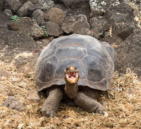 Large Galapagos giant tortoise or turtle unique to Galapagos islandsの写真素材