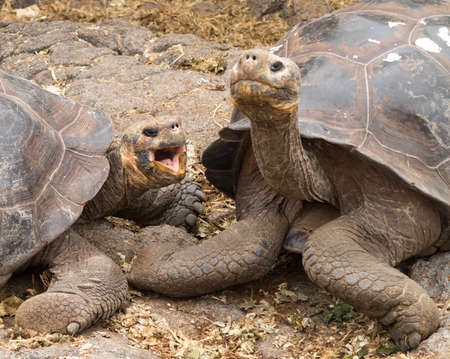 Pair of large Galapagos giant tortoise looking like married couple talking to each otherの写真素材