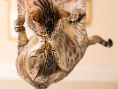 Orange and brown bengal kitten cat looking at reflection in mirrorの写真素材