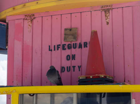 Gull or seagull sits on the railing by pink lifeguard station on Miami beachの写真素材