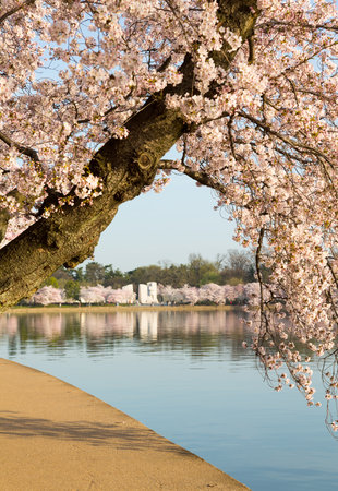 Detailed photo of a bunch of bright japanese cherry blossom flowers by path around tidal basin in Washington DCのeditorial素材