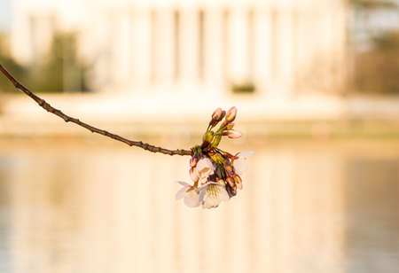 Jefferson Memorial at dawn by Tidal Basin and surrounded by pink Japanese Cherry blossoms with the monument defocused to provide focus on flower blossomの写真素材