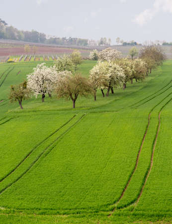 Pattern of rows of grape vines in vineyard in Castell Germany above the old apple orchard in plowed fields of farmland in Bavaria Germanyの写真素材