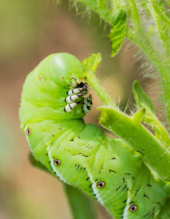 Macro close up of tomato hornworm caterpillar with multiple eye spots destroying a tomatoes plant in gardenの写真素材