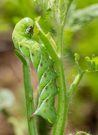 Macro close up of tomato hornworm caterpillar with multiple eye spots destroying a tomatoes plant in gardenの写真素材