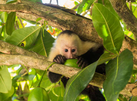 Small baby white faced capuchin monkey in tree chewing on some fruit while looking directly at the cameraの写真素材