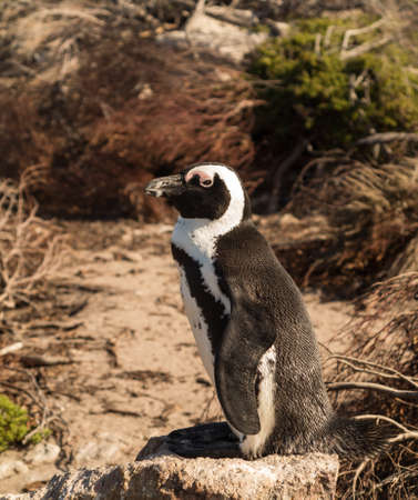 Single small young penguin at Bettys Bay in Western Cape South Africaの写真素材