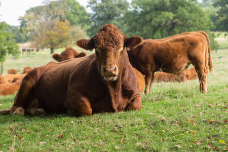 Large cow facing the camera and resting in meadow in Cotswolds area of Englandの写真素材