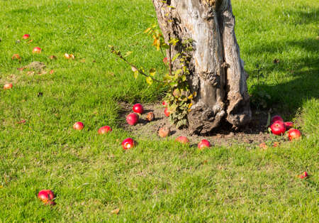 Apples on young apple tree in orchard fall to lawn as they ripenの写真素材