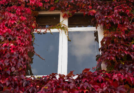 Growth of red and green ivy leaves surround white windows on old brick cottage or houseの写真素材