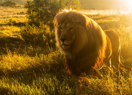 Close up of an old large male lion with the sun shining brightly on his mane in the wild savannah in South Africaの写真素材