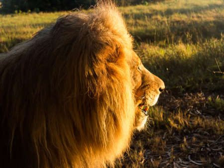 Close up of an old large male lion in profile and facing the rising sun in the wild savannah in South Africaの写真素材