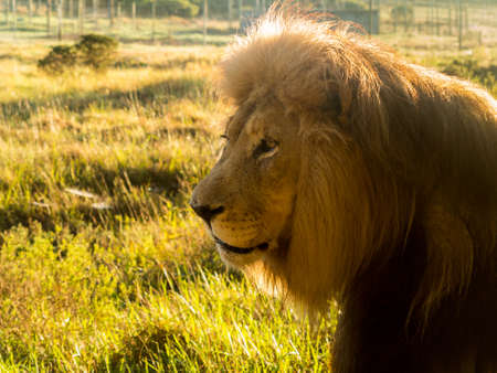 Close up of an old large male lion in profile in the wild savannah in South Africaの写真素材