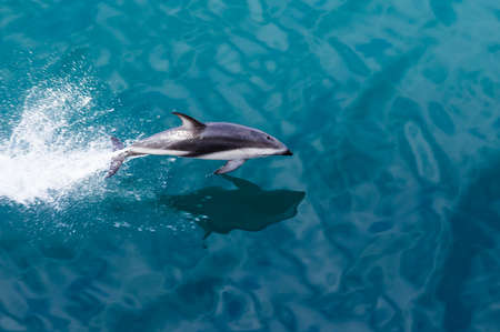 Playful dolphin leaps from water in the ocean by cruise ship leaving Milford Sound in New Zealandの写真素材