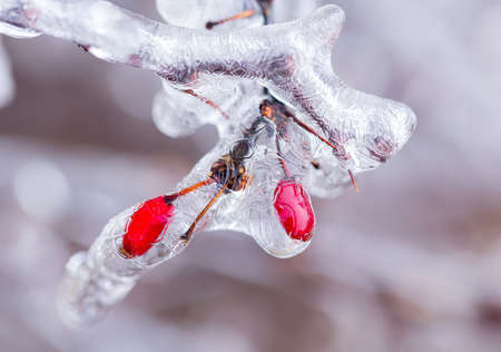 Icicles forming off ice covered branches of berberis tree in winter with the red berriesの写真素材