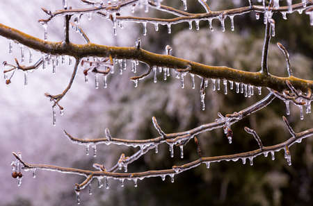 Icicles forming off ice covered branches of tree in winter as the covering starts to meltの写真素材