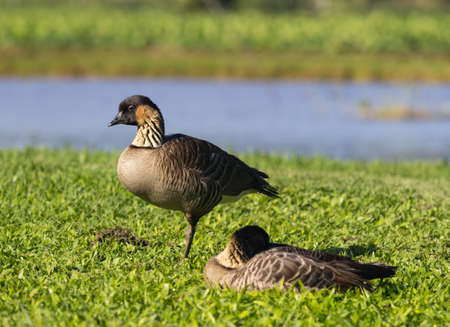 Nene ducks or geese in Hanalei Valley on island of Kauai with Taro plant pools or pondsの写真素材