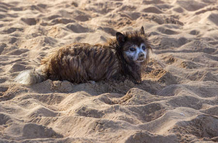 Wet bedraggled and sand covered puppy or small terrier dog on sandy beachの写真素材