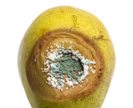 Close up if the green and white areas of fungus growing on a rotting pear isolated against white の写真素材