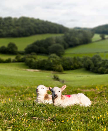 Welsh lamb with black and white wool in meadow with welsh or yorkshire hills in backgroundの写真素材