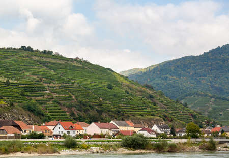 Pattern of rows of grape vines in vineyard in the Wachau Valley on the banks of River Danube in Austriaの写真素材