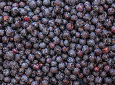 Fresh blueberries inn a box taken in macro close up