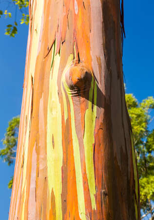 Close up of the colorful bark and tree trunk of the Rainbow Eucalyptus tree at Keahua Arboretum in Kauai, Hawaii, USAの写真素材