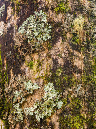 Close up of lichens and mosses growing on the bark of a tree in Kauai forest