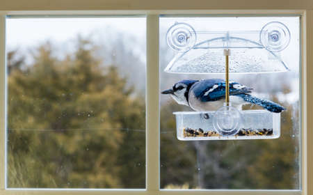 Large blue jay bird in window attached birdfeeder on a wet cold day in winterの写真素材