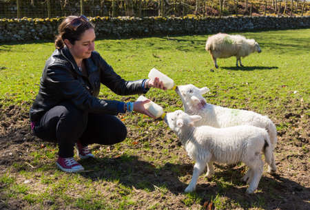 Caucasian woman in welsh field feeding two newborn lambs with milk from feed bottles with sheep in backgroundの写真素材
