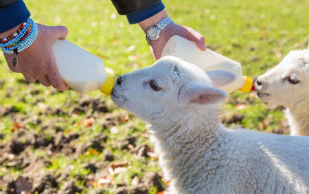 Caucasian woman in welsh field feeding two newborn lambs with milk from feed bottles with sheep in backgroundの写真素材