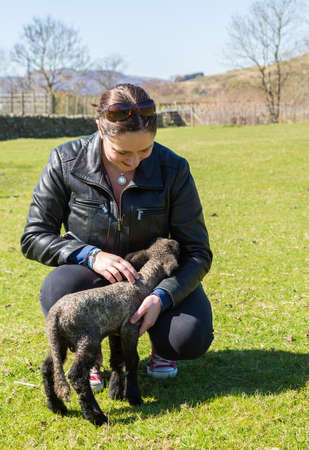 View of young lamb from Shropshire sheep breed in welsh meadowの写真素材