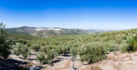 Olive trees in rows reaching to the far distance on hills and mountain sides in Andalucia in Southern Spainの写真素材