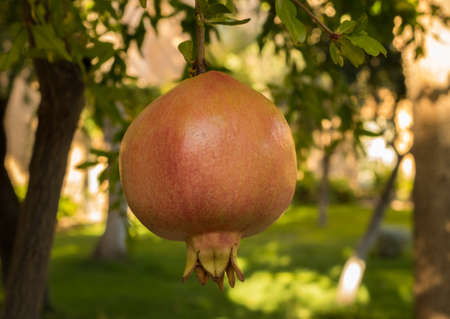 Detail of the pomegranate fruit growing from tree in orchard in Spainの写真素材