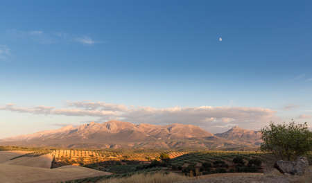 Olive trees in rows reaching to the far distance on hills and mountain sides near Granada in Andalucia in Southern Spainの写真素材