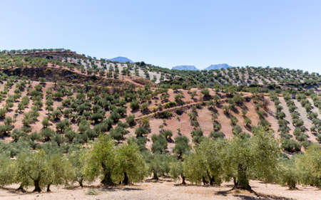 Olive trees in rows reaching to the far distance on hills and mountain sides in Andalucia in Southern Spainの写真素材