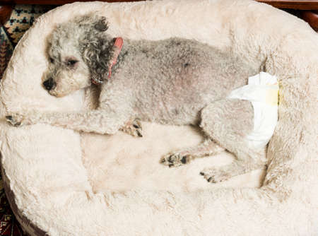 Old yorkshire terrier poodle mix dog asleep on her bed and wearing a doggy diaper for incontinenceの写真素材