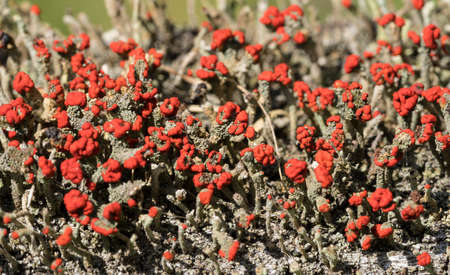 Cladonia cristatella or British Soldiers Lichen growing on old wooden fence in West Virginiaの写真素材