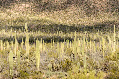 Thousands of saguaro cactus plants in National Park West near Tucson Arizonaの写真素材