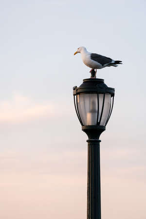 Single seagull or gull standing on a cast iron street light with the soft ones of a sunset sky in...