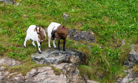 Two goats grazing on grass by the side of a Norwegian fjord near Stavangerの写真素材