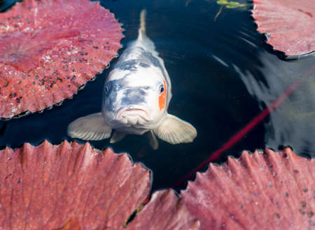 Unhappy or glum japanese koi fish in portrait in lily pond