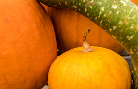 Close up on the shapes of pumpkins and gourd at halloween time